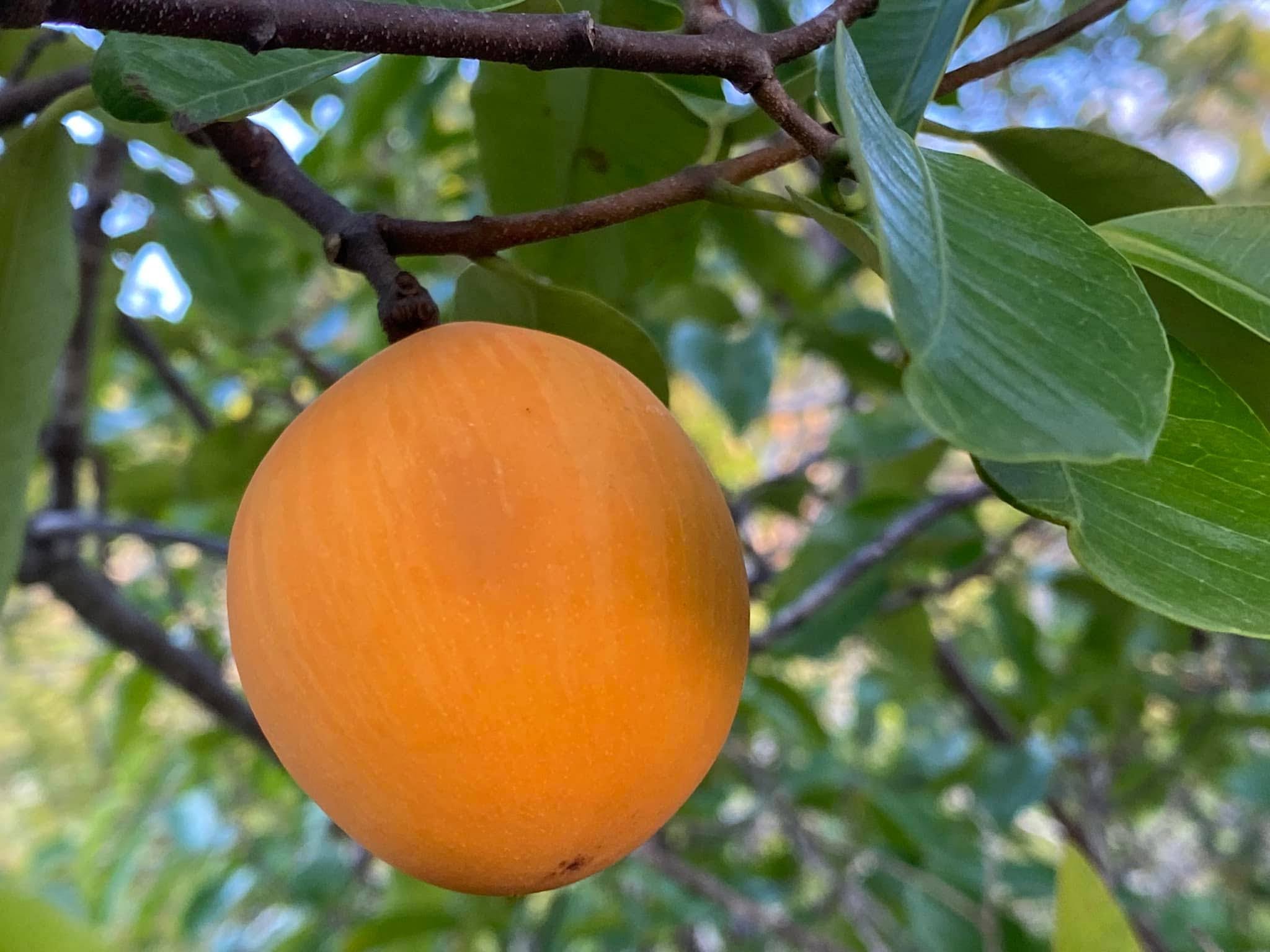 Willughbeia edulis Roxb.